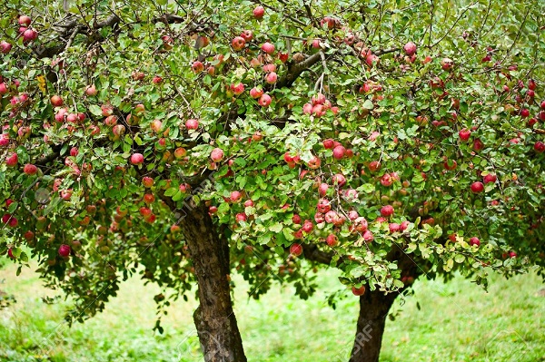 посадка яблони весной саженцами