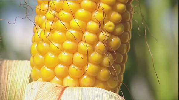 Восковая спелость кукурузы