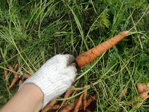 как сохранить морковь на зиму