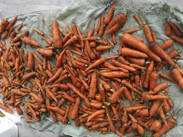 где лучше хранить морковь