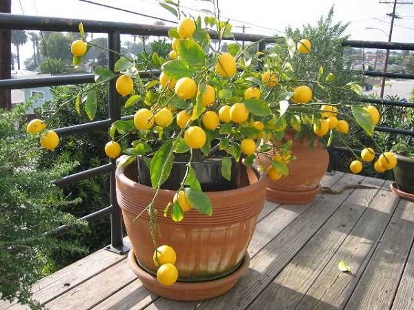 как вырастить лимон из косточки в домашних условиях