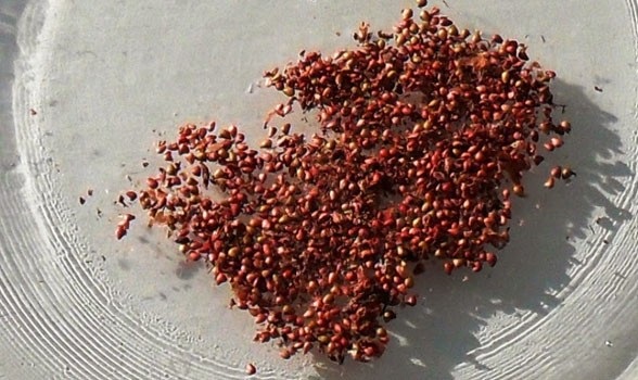 семена клубники
