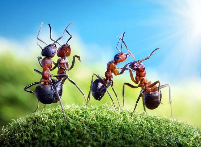 борьба с садовыми муравьями