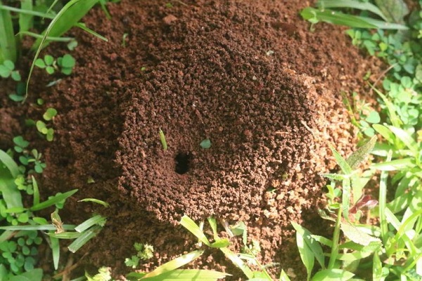как бороться с муравьями в саду и огороде