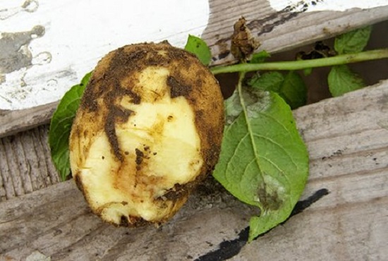 обработка картофеля от фитофторы