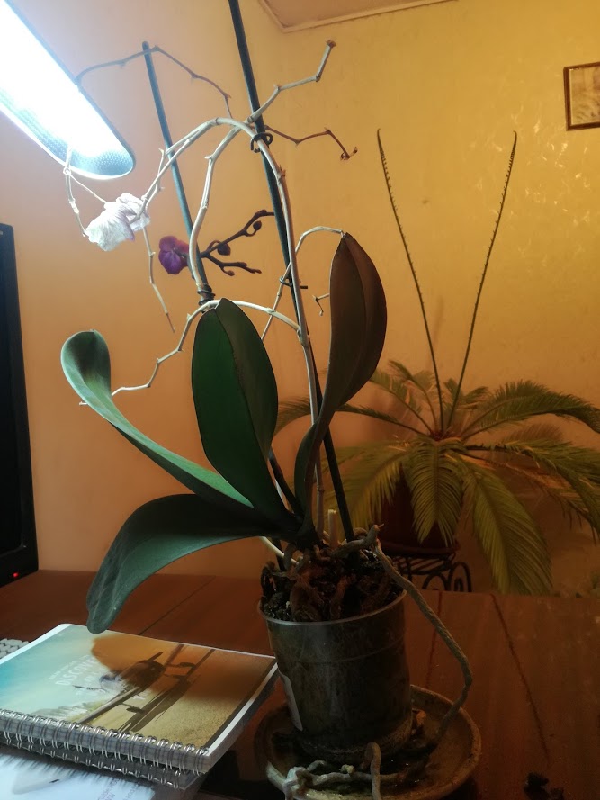 Пересаживать орхидею